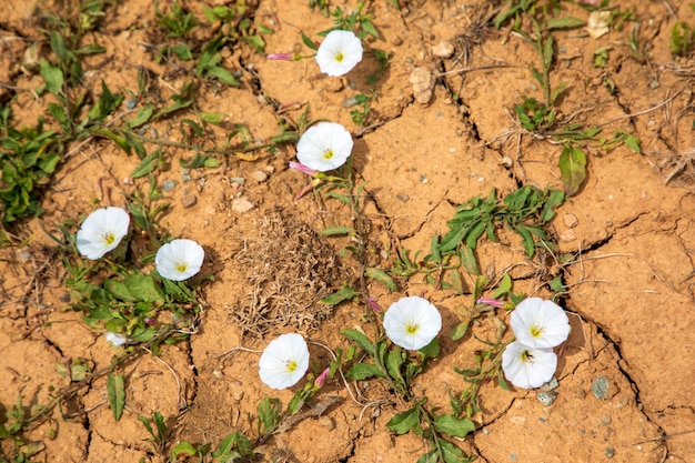 Endemische plantensoorten; Wetenschappelijke naam; Convolvulus lineatus