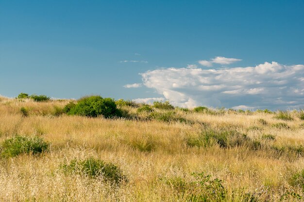 An endless field with dry tall grass and green bushes against the blue sky