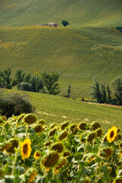 Endless green field in countryside with a small house