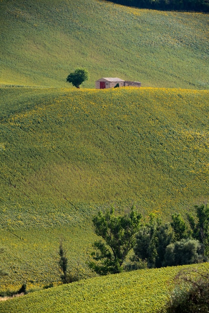 Photo endless green field in countryside with a small house