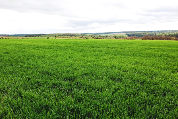 Endless green meadows in spring and blue sky. High quality photo