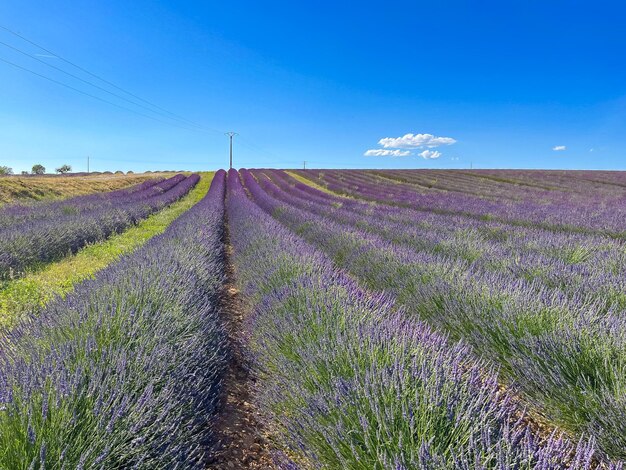 フランスのラベンダー畑に咲く香りの花の無限の列