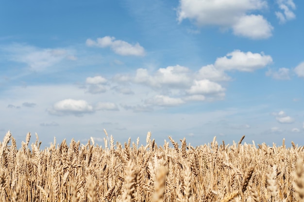 Campo di grano infinito con spighe di grano dorate mature raccolta di fattoria agricola e produzione di cibo sano