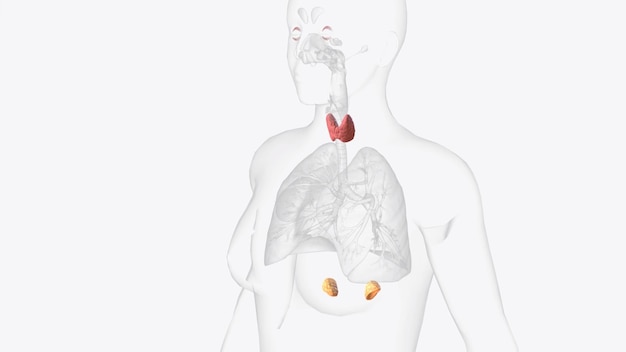 Photo the endocrine system is made up of organs called glands