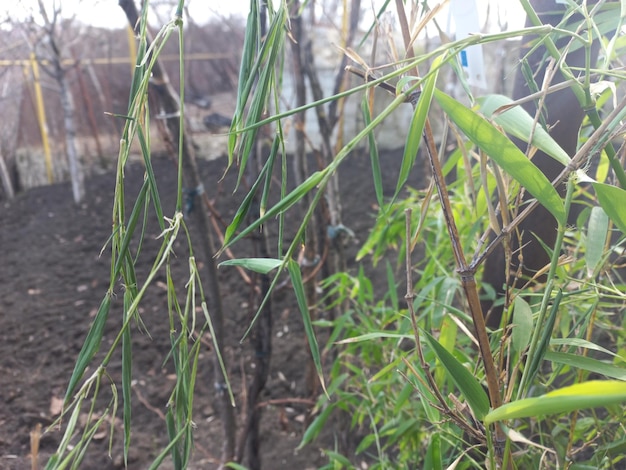 Photo enduring strength a fresh bamboo shoot broken by the wind