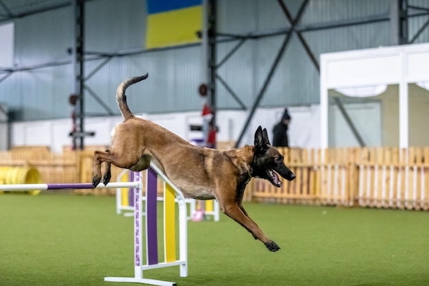 敏捷性のスピードと決意を示す敏捷性競技中のエネルギッシュな犬 犬のスポーツ