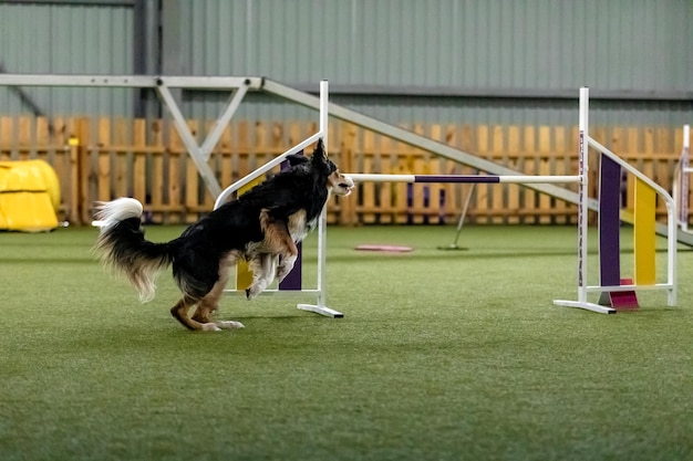 写真 敏捷性のスピードと決意を示す敏捷性競技中のエネルギッシュな犬 犬のスポーツ