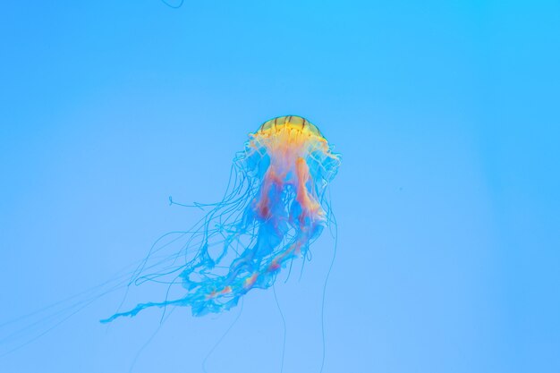 Energetic jellyfish are floating in the ocean