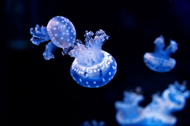 Energetic jellyfish are floating in the ocean