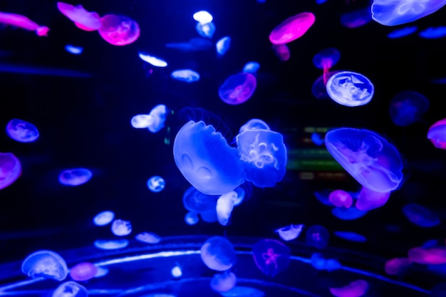 Energetic jellyfish are floating in the ocean