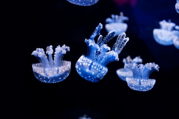 Energetic jellyfish are floating in the ocean