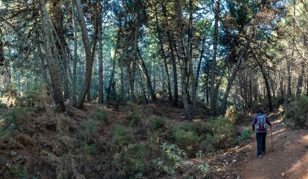 Energetic woman backpack on her back exploring serene forest sun filtering through tall green trees