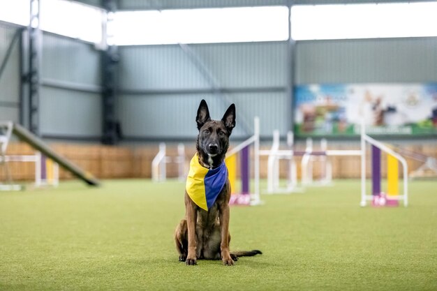 Energieke hond tijdens een behendigheidswedstrijd met behendigheidssnelheid en vastberadenheid