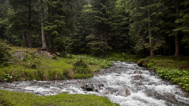 Energieke rivier in het bos donker