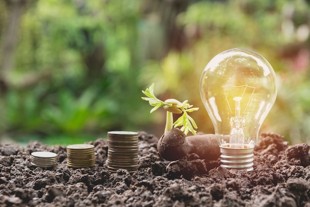 Lampadina economizzatrice d'energia ed albero che crescono sulle pile di monete sul fondo della natura.