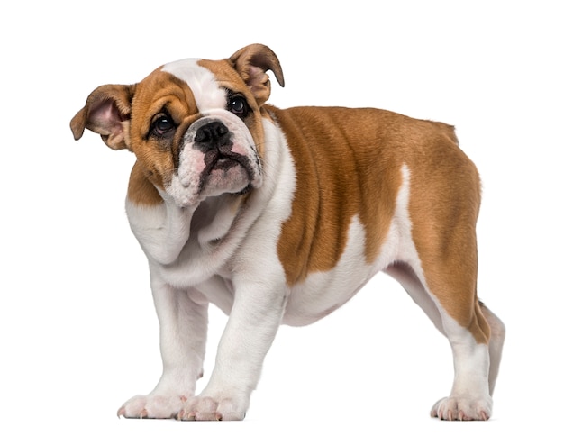 Engels Bulldog pup geïsoleerd op wit