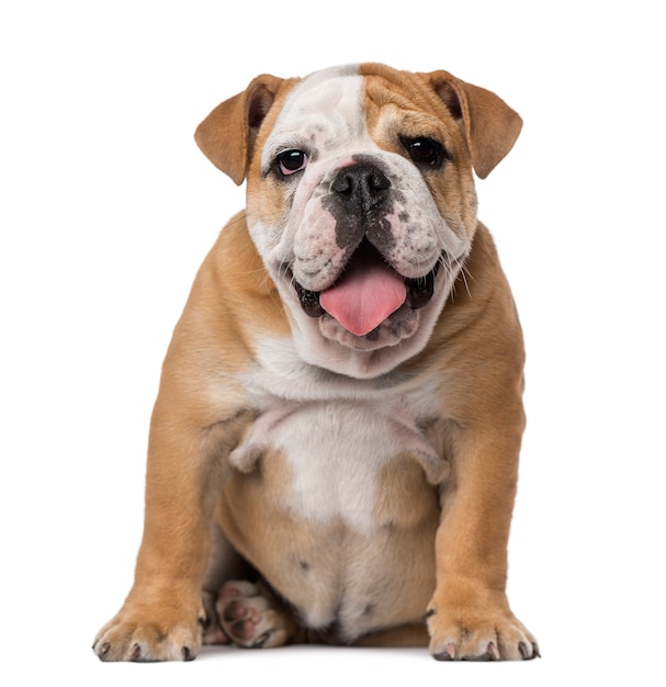 Engels Bulldog pup geïsoleerd op wit