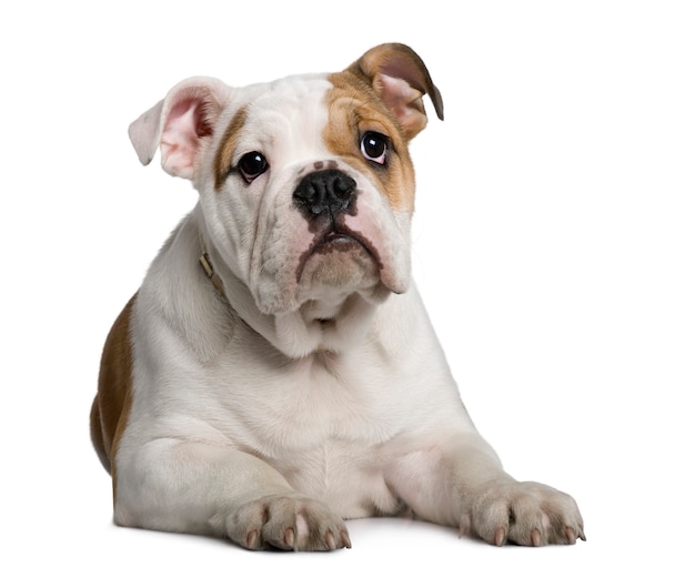 Engels Bulldog-puppy, 3 maanden oud, zittend