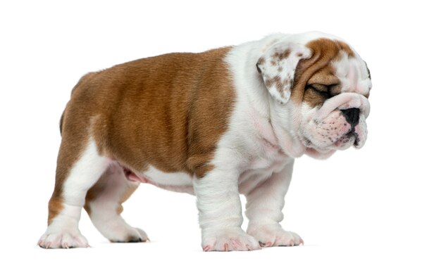 Engels bulldog puppy voor witte muur