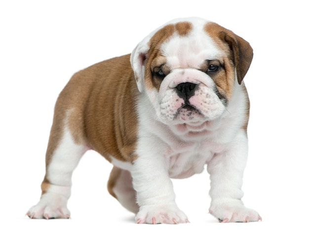 Engels bulldog puppy voor witte muur