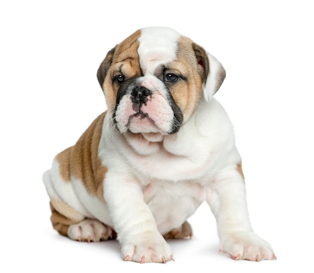 Engels bulldog puppy voor witte muur