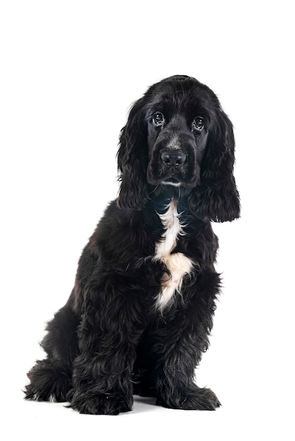 Engels Cocker Spaniel