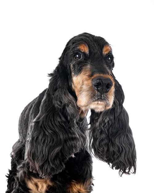 Engels Cocker Spaniel