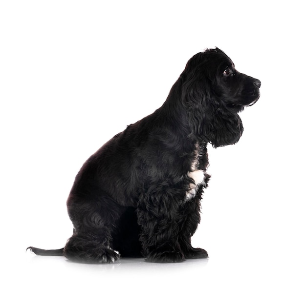 Engels Cocker Spaniel