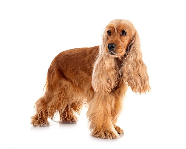 Engels Cocker Spaniel