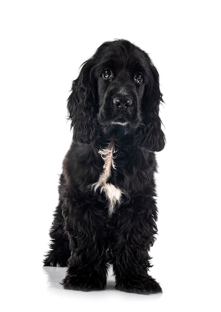 Engels Cocker Spaniel