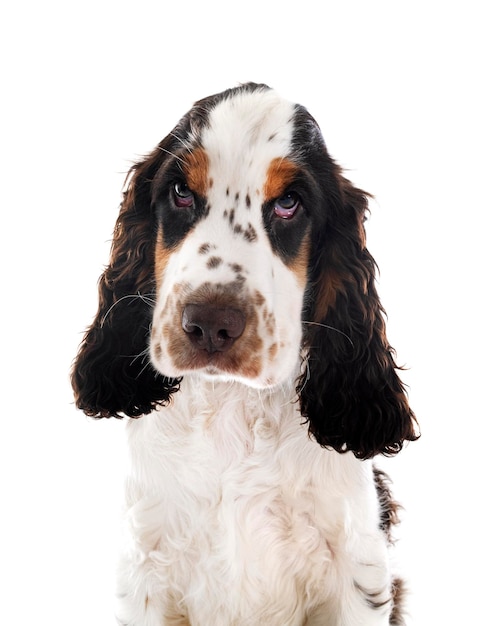 Engels Cocker Spaniel