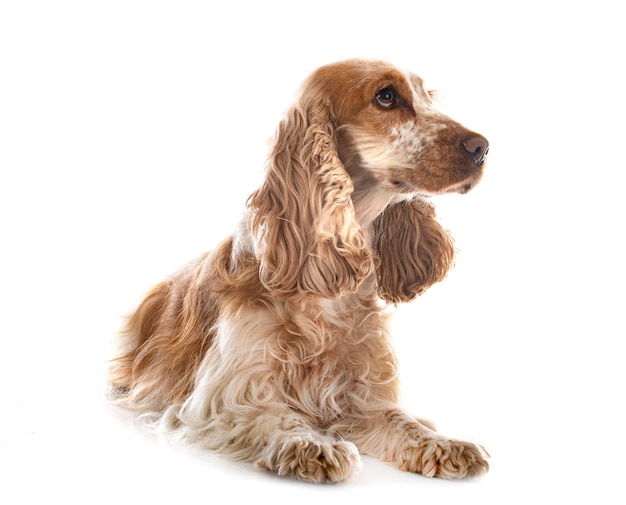 Engels Cocker Spaniel