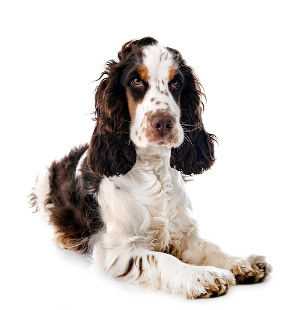 Engels Cocker Spaniel