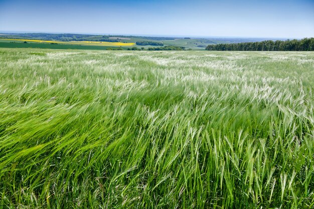 Foto engels landelijk landschap met een gerstveld