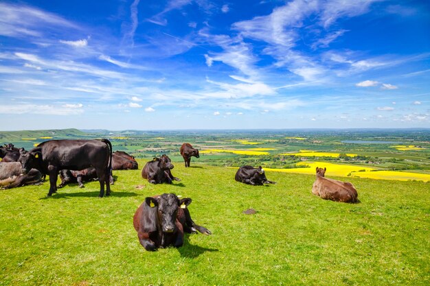 Engels landelijk landschap met graaiend Aberdeen Angus-vlees