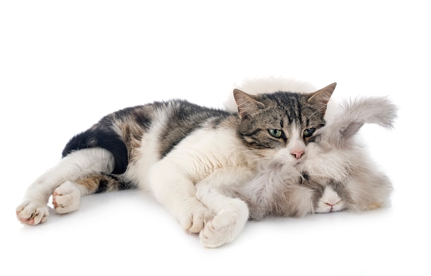 Engelse Angora konijn en kat