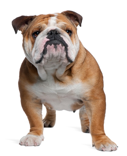 Engelse Bulldog, 18 maanden oud, staande voor de witte muur