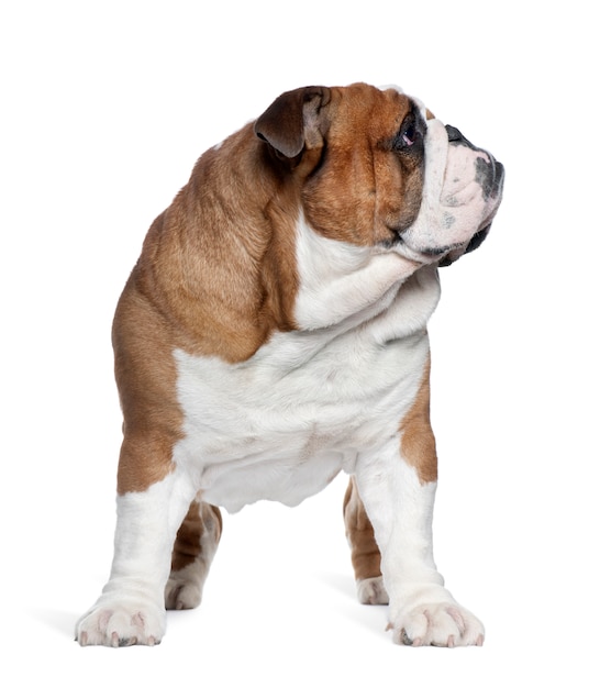 Engelse Bulldog, 2 jaar oud, staande voor de witte muur