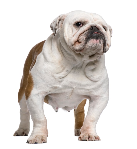 Engelse Bulldog, 5 jaar oud, staande voor de witte muur