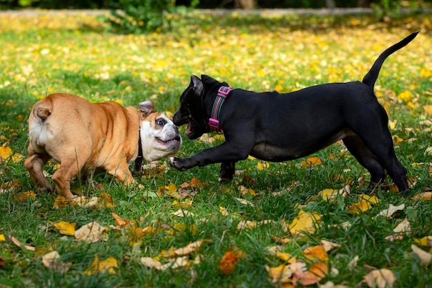 Engelse bulldog en American Bully spelen in de wei..