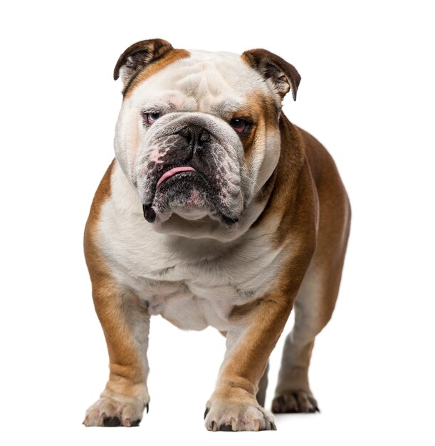 Engelse Bulldog geïsoleerd op wit