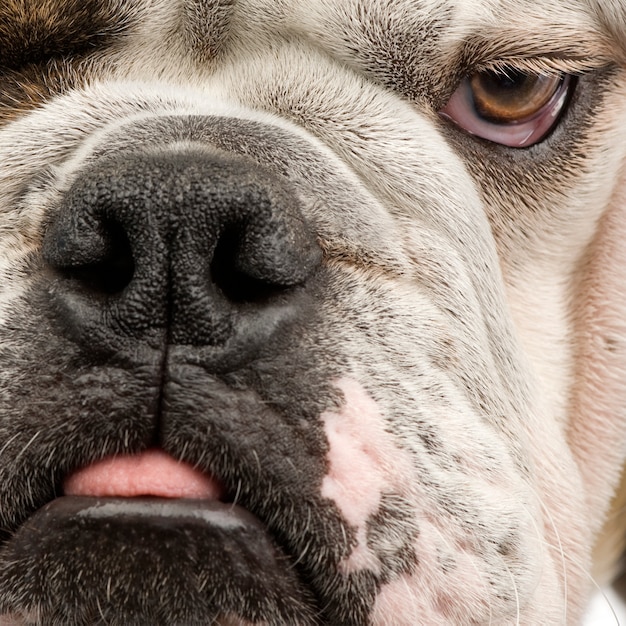 Engelse Bulldog met 6 maanden. Geïsoleerd hondportret