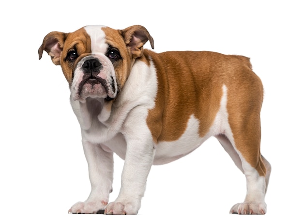 Engelse Bulldog pup