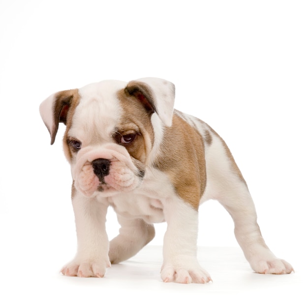 Engelse Bulldog-puppy