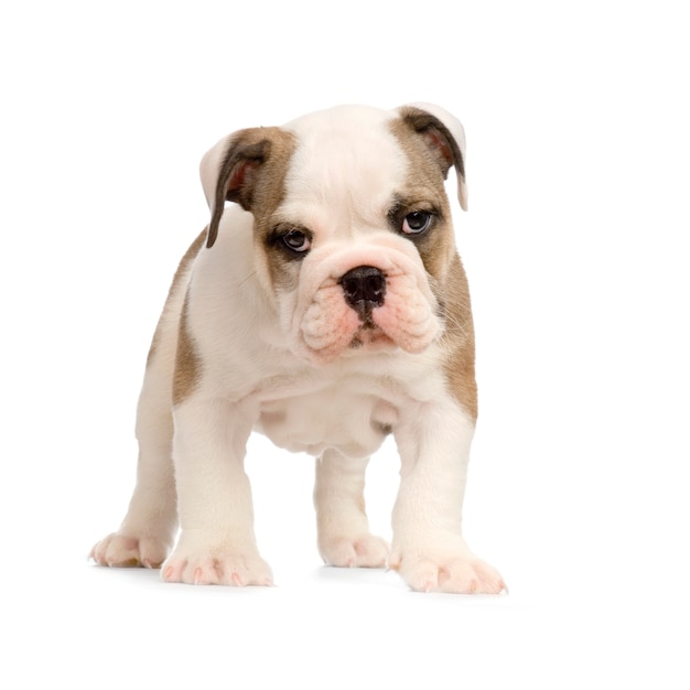 Engelse Bulldog-puppy