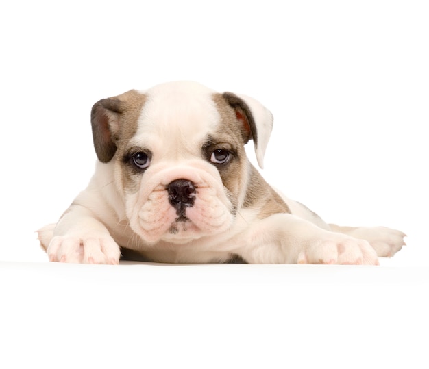 Engelse Bulldog-puppy