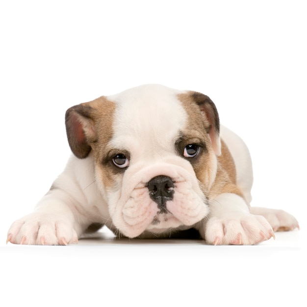 Engelse Bulldog-puppy