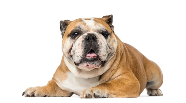 Engelse Bulldog voor een witte muur