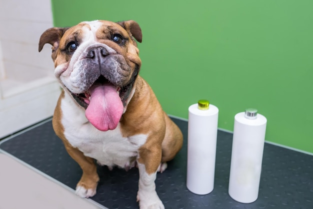 Engelse bulldog zit op de tafel bij de witte flesjes hond in de verzorgingssalon