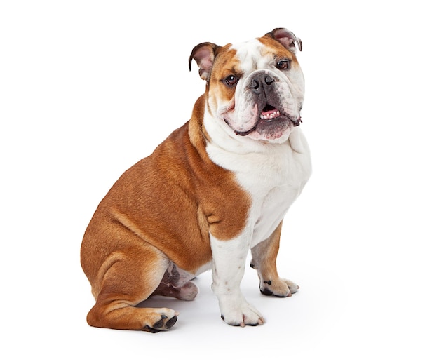 Engelse Bulldog zitten